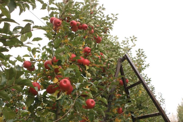Çivril Elma Sezonu (2)