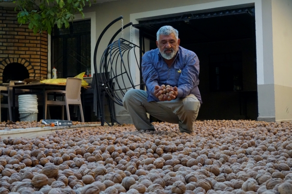 Ziya Nacaklı Gürpınar Ceviz (2)