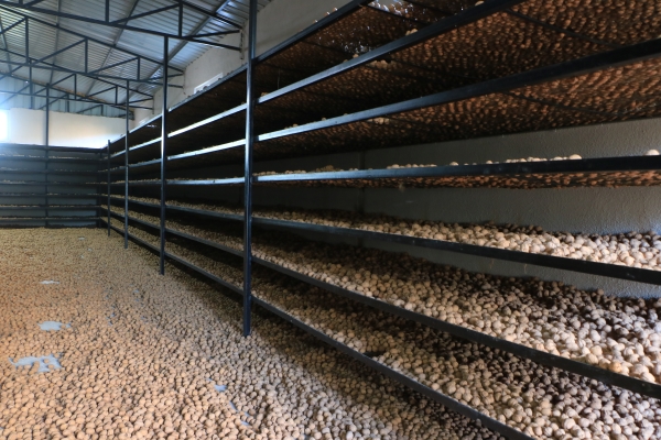 Ziya Nacaklı Gürpınar Ceviz (3)