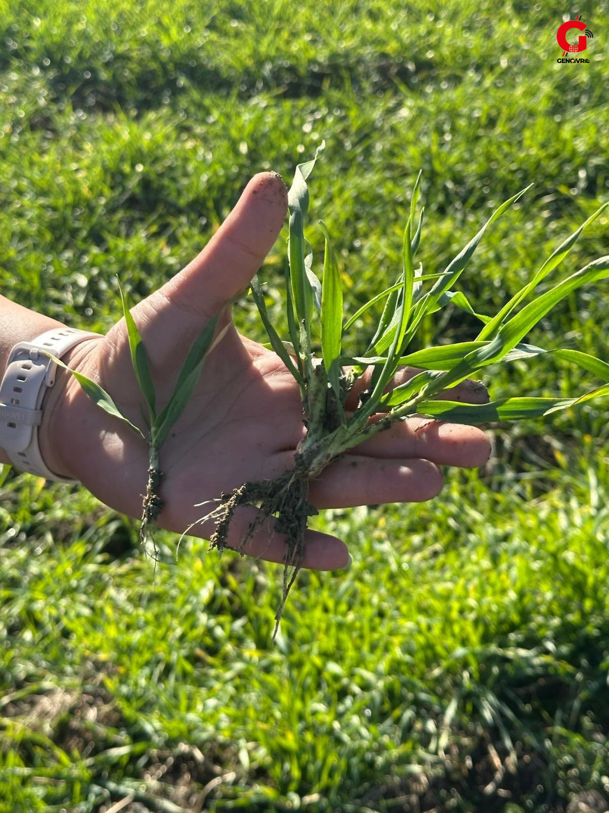 Çivril Ilçe Tarım