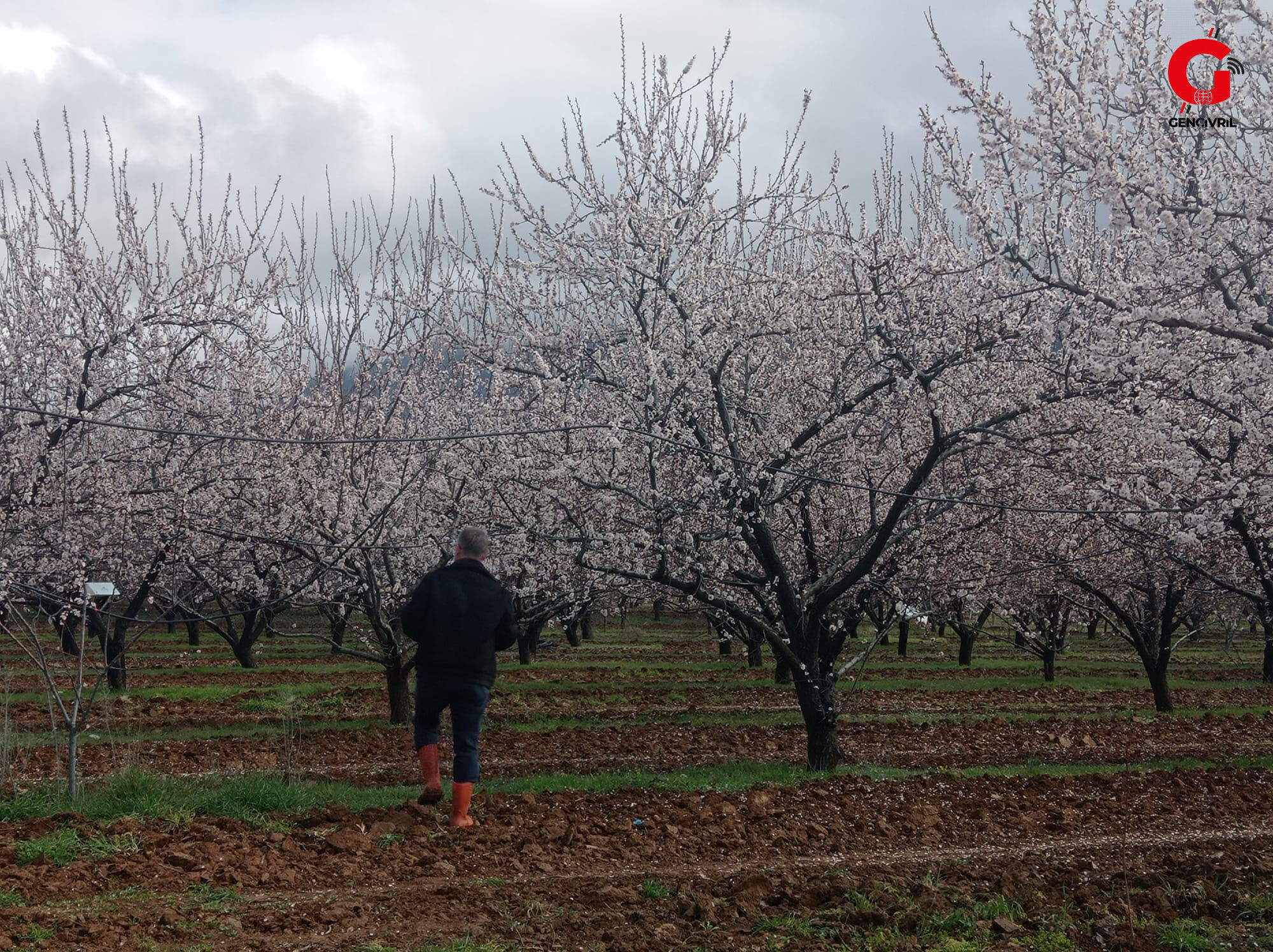 Çivril Ilçe Tarım Ve Orman Müdürlüğü Bahçelerde Fenolojik Gözlem Çalışması 2