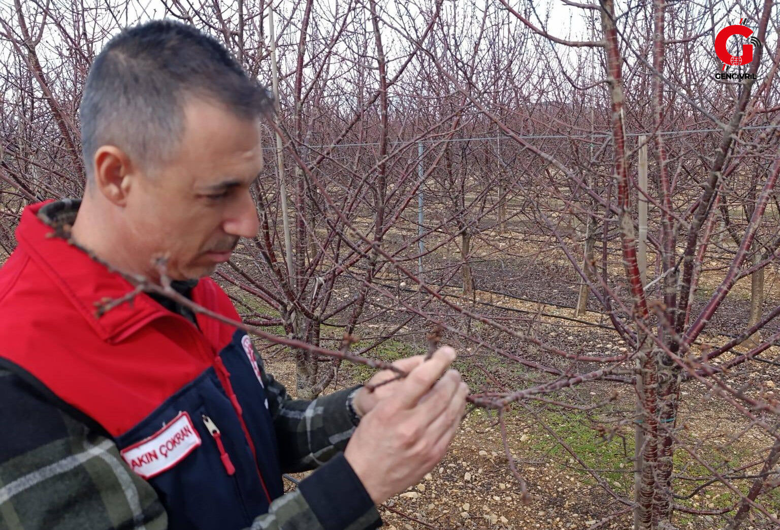 Çivril Ilçe Tarım Ve Orman Müdürlüğü Bahçelerde Fenolojik Gözlem Çalışması 4
