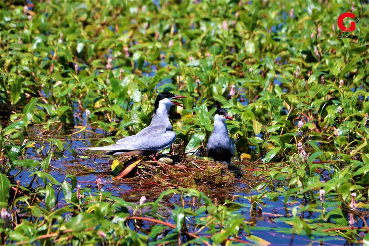 Çivril Işıklı Gölü Doğal Yaşam