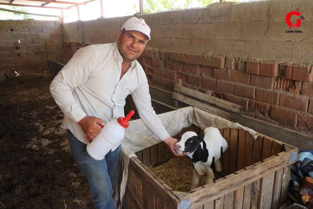 Çivril Altı Aylık Buzağı