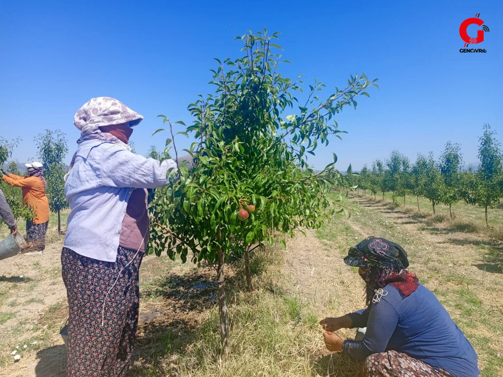 Çivril'de "bağlama" Yöntemiyle Verim Artırılıyor