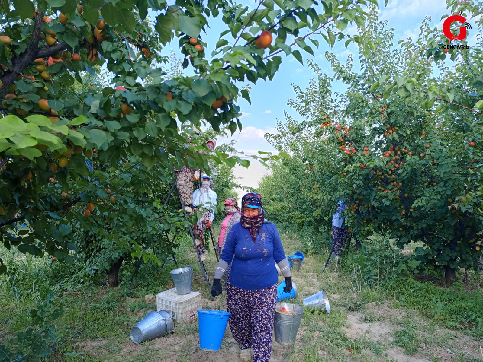 Kayısı Toplaama