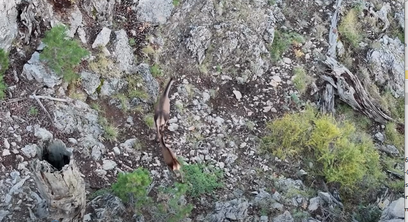 Kızılgeyik